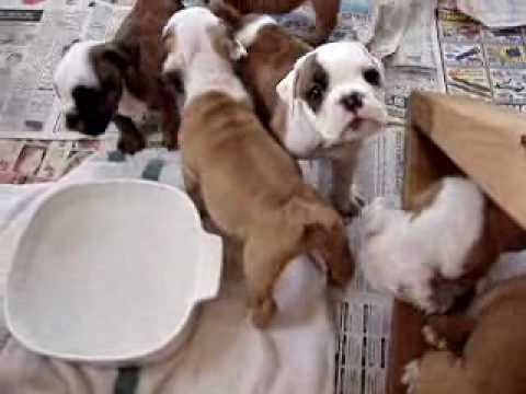 English Bulldog Puppies - Charlie barrels over Polar and all dogs up close - Bullhead Bulldogs laffline quezon ave