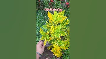 Cây giống nhiều loại ship cod toàn quốc #dongthapstore 090.79.778.39