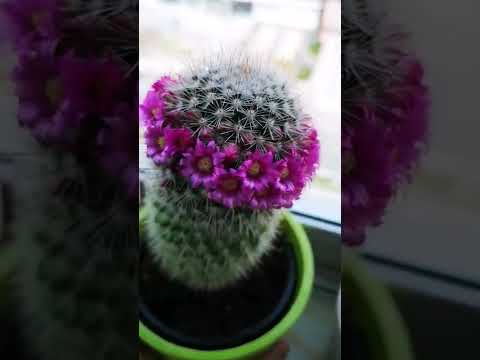 Video: Parodia Cactus Nedir – Büyüyen Top Kaktüs Bitkileri Hakkında Bilgi