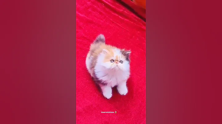 Watch the video about Cutecats Cfa Lineage | Persian Cats for sale | WhatsApp 📞6392929085 #catlovers #persiancat #short