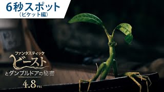 『ファンタスティック・ビーストとダンブルドアの秘密』6秒スポット（ピケット編）　4月8日（金）公開！