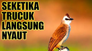 MASTERAN TRUCUKAN TERBAIK 2023 ❗️ MASTERAN TRUCUKAN GACOR 100% AMPUH UNTUK MASTERAN TRUCUK LAIN
