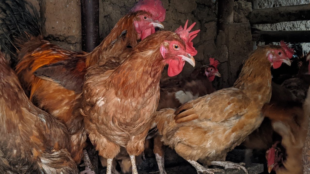 Uko wagaburira inkoko n'ubwoko bw'ibiryo wagabura guhera inkoko Ari umushwi kugeza iteye amagi