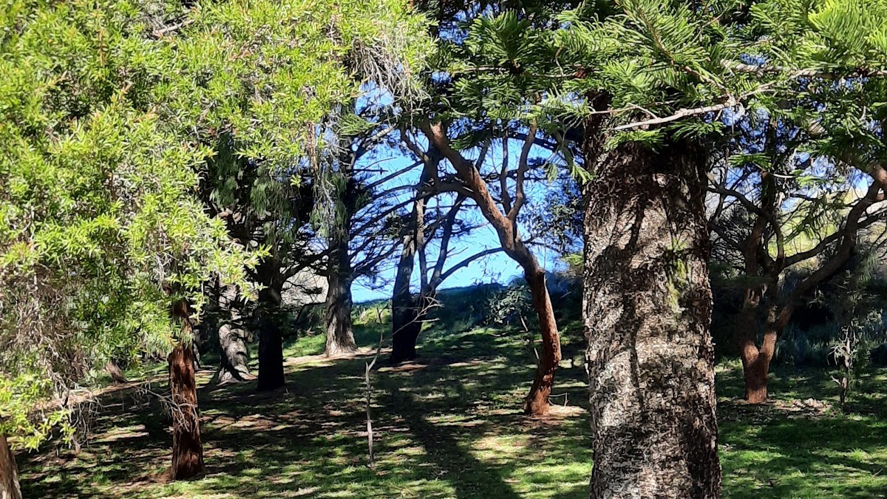 A Sad discussion about the ethics of Animal Welfare in Australia 