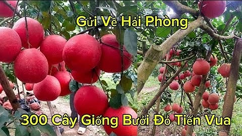 Cây Bưởi Đỏ Luận Văn Tiến Vua F1 Trồng Chậu 1 Năm Ra Quả