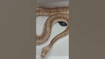 Bath for Ball Python #snakes #ballpython