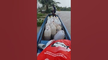 Cá trê vàng rặc giống. 0909770509 #cá_giống #trại_cá_giống_út_me #catre #catrevang #catregiong