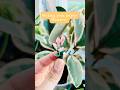 Make miniature pink paper flowers with me!