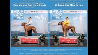 World Dog Show Genève 2023 and Grand Prix Genève  Rhodesian Ridgebacks