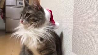 一足先にサンタになった猫 ノルウェージャンフォレストキャットCat became Santa Claus to jump ahead.Norwegian Forest Cat.