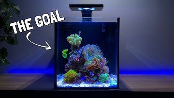 De eerste koralen toevoegen aan mijn Nano Reef-aquarium