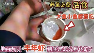 大鱼小鱼都爱吃的活食“丰年虾”百万只丰年虾到底是怎么孵化的