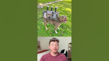 Top 10 Dog Halloween Costumes!