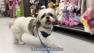 ¡Para los perritos que vienen en empaques pequeños, tenemos los mejores tips y productos, visítanos!