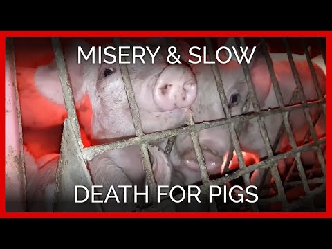 Misery, Slow Death for Pigs Crated in Filthy Canadian Factory