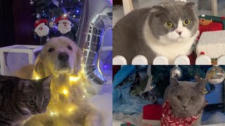 Santa paws approved 