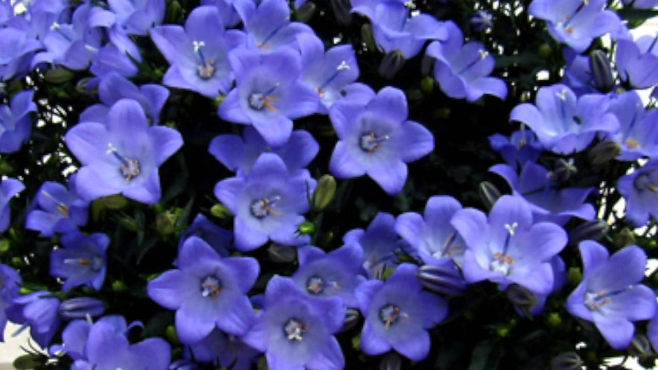 感謝やありがとうの気持ちを込めて贈る花 花言葉 Youtube