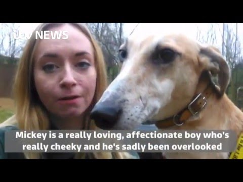 چشمان غیرمعمول سگ به این معنی است که او هنوز منتظر خانه است