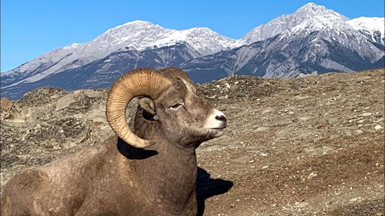 Hiking Old Fort Point Trail Jasper National Park 