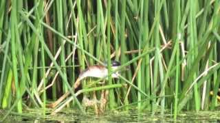 Least Bittern