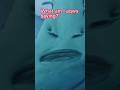 #14 Amazing Aquarium Moments🪚 What is SAWWY saying?