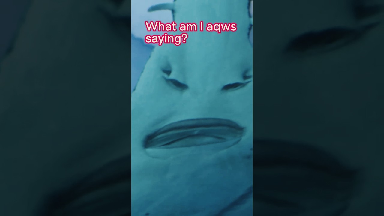 #14 Amazing Aquarium Moments🪚 What is SAWWY saying?