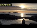 Norwegian islands Greylag Goose at quiet lake in purple light takeoff into sundown sky