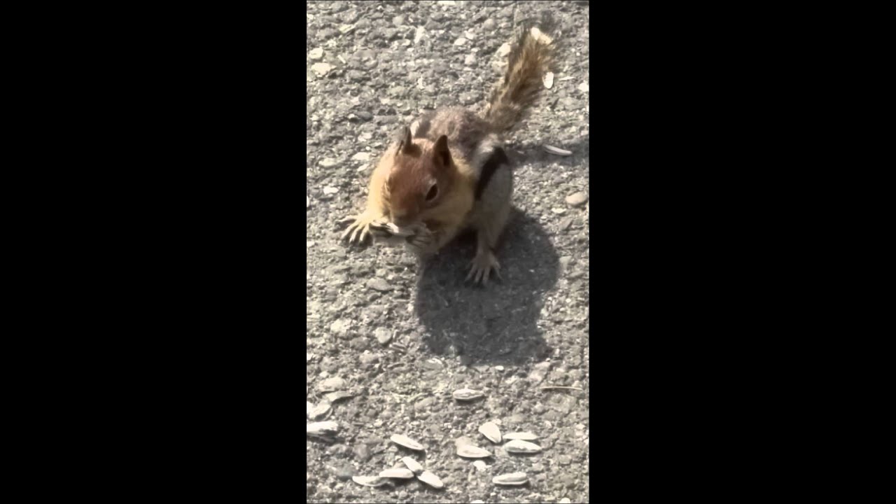 Squirrel Boss Youtube