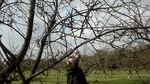 pruning tall apple tree with pole saw and lopper