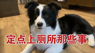 【训犬干货】狗狗定点上厕所学不会知道这些细节新手小白也可以很快上手—border collie Mia