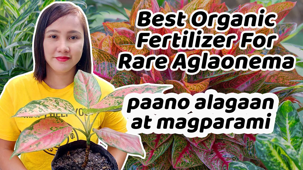 Agloanema fertilizer Best aglaonema organic fertilizer How to
