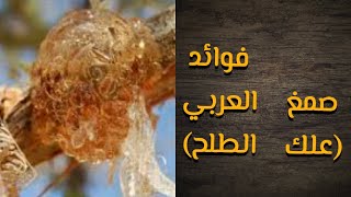 فوائد - الصمغ العربي - أوبمىايسمى(علك الطلح) - له فوائد كثيرة - ?? youcef Herbs ?