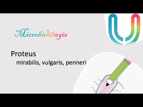 Vidéo: Où trouvez-vous le proteus mirabilis ?