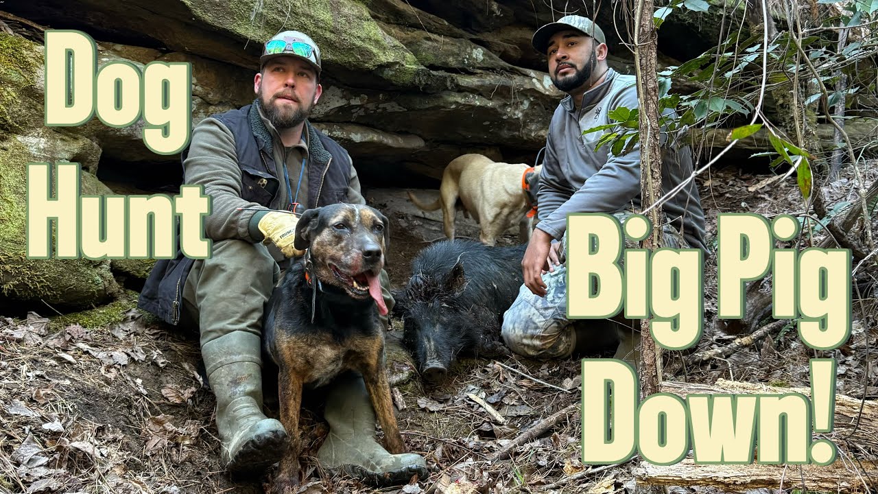 Охота на кабана в Алабаме с собаками | Бульдог преследует кабана ради добычи