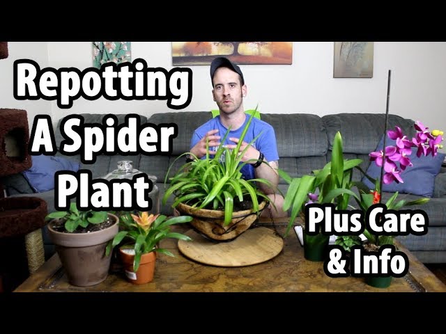 Planting & repotting spider plants - Plantura