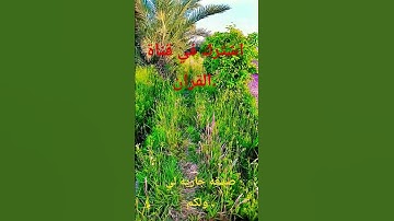 #حالات_واتس #تلاوة_مؤثرة #تلاوة_خاشعة #إسلام_صبحي #حالات #صوت_يريح_القلب #قرآن #صلوا_علي_النبي