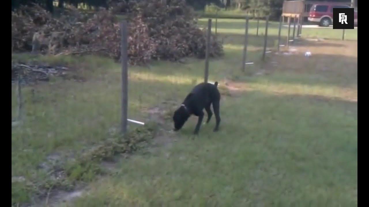 Dog gets electrify by peeing on electric fence YouTube
