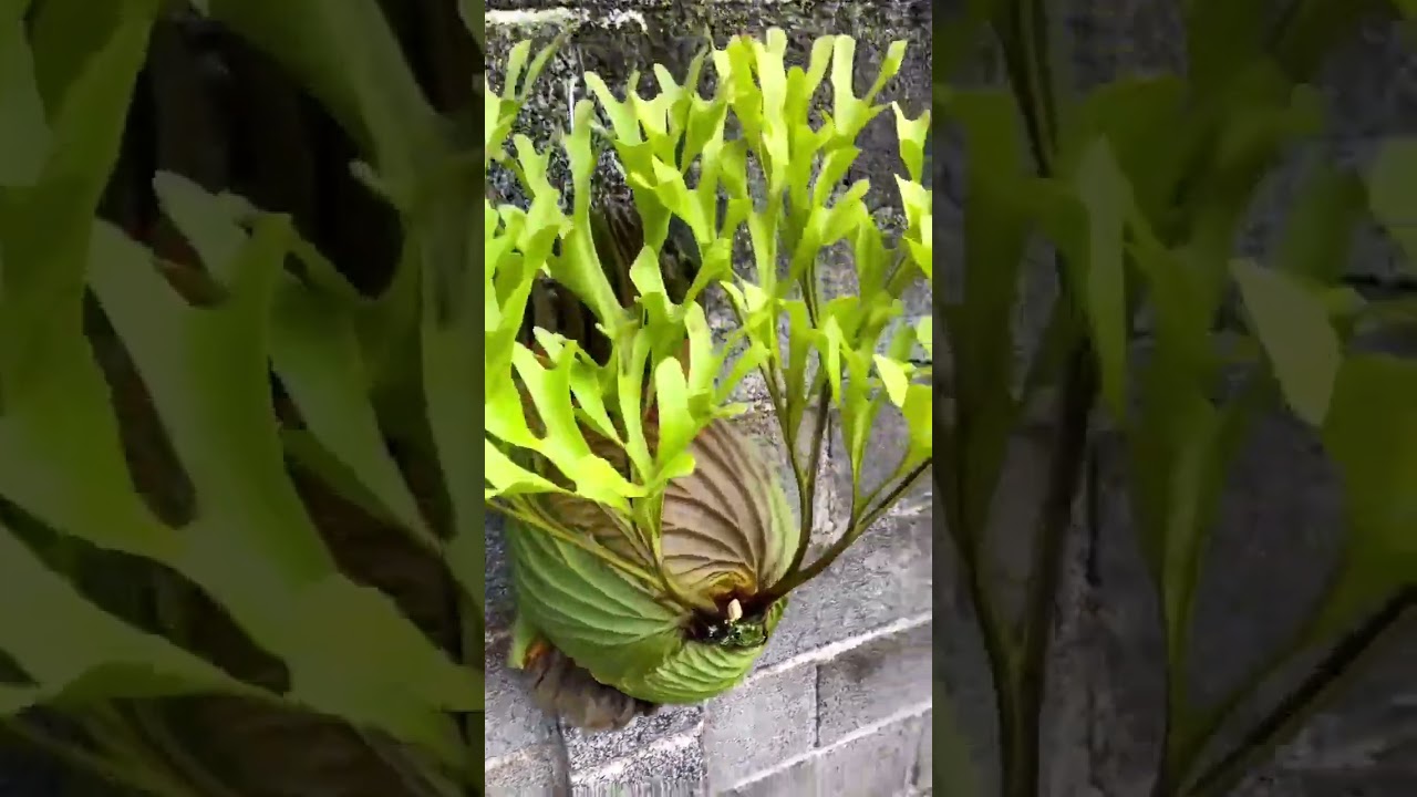 Check out this unique and fascinating plant - the Platycerium ridleyi or Ridley's Staghorn fern!