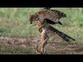 شاهد صقر يفترس افعى الكوبرا معركة قوية بين ملك الطيور وملك الزواحف