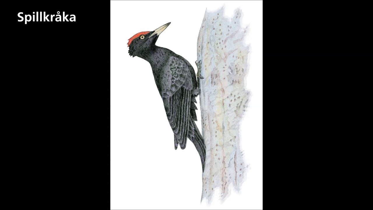 spillkråka