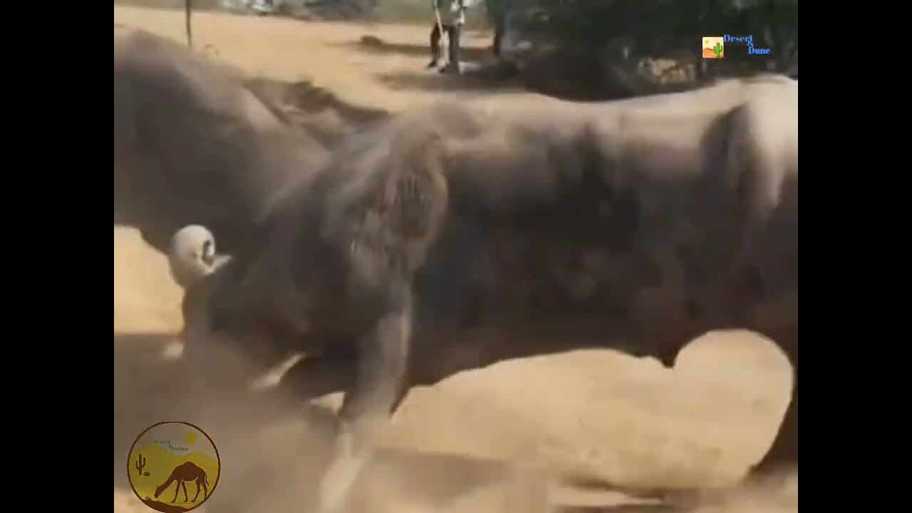 Powerful Male Buffalos Fighting | Intense Buffalo Battle in the Wild @desert_dunes
