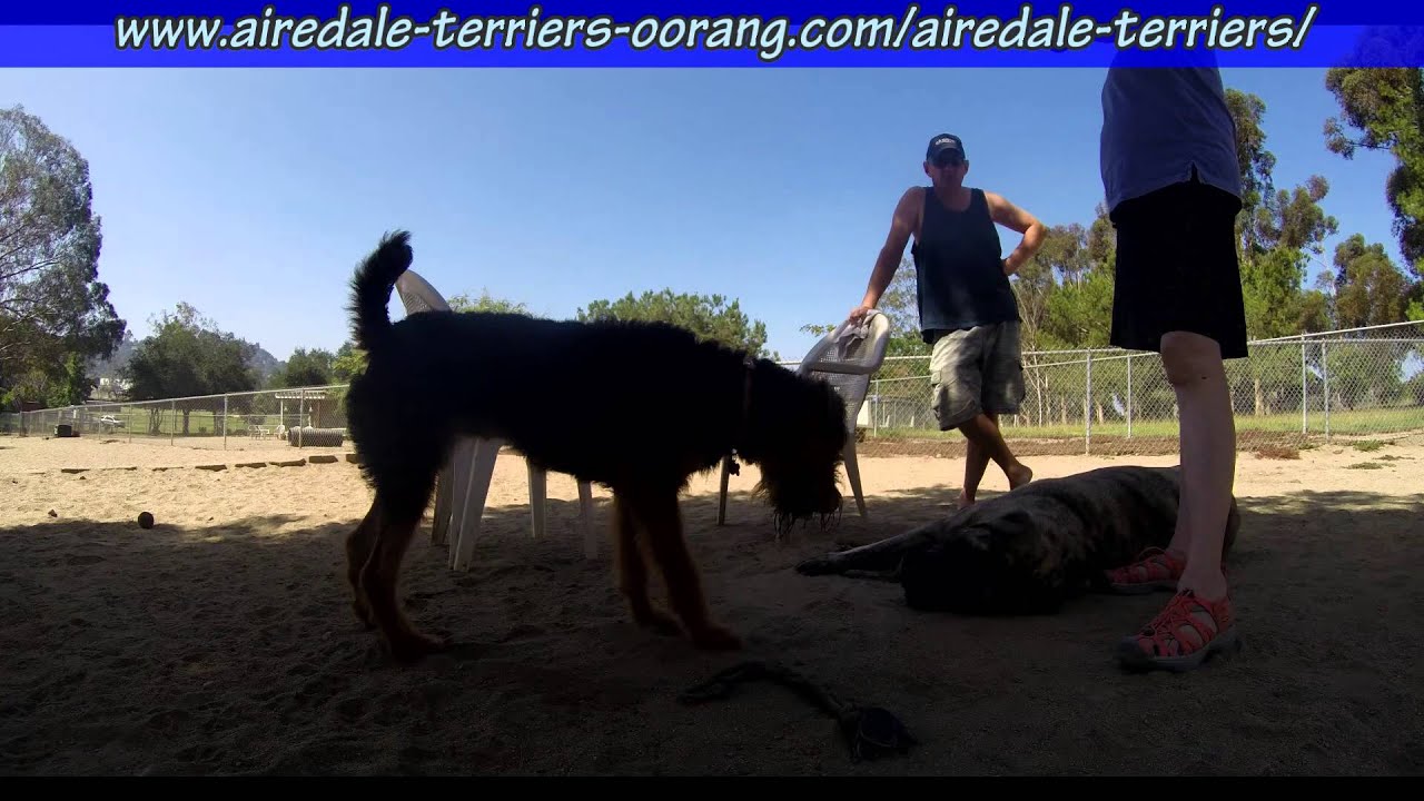 California Airedale Terriers - English Mastiff