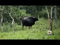 India gaur bison roaring during mating season kabini  nagarahole tiger reserve