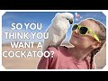 Cockatoos 101: What to Know Before You Bring One Home