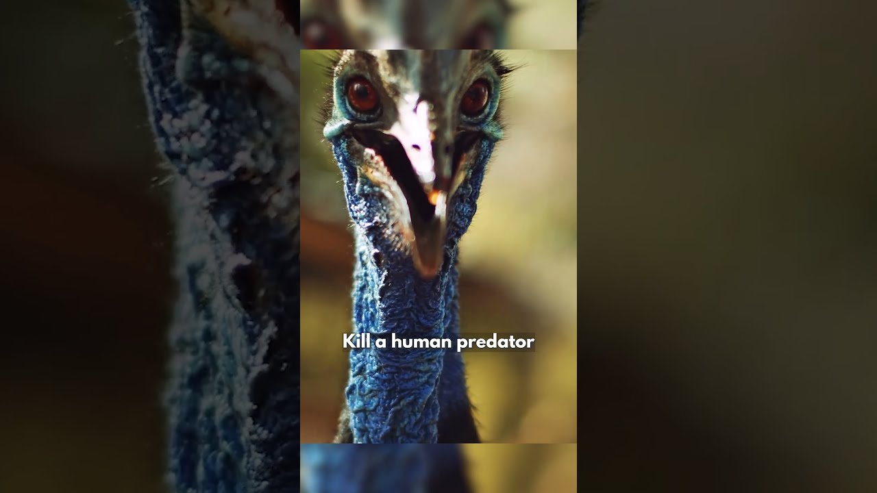 Cassowary Attacks Everything Which Moves