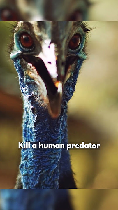 Cassowary Attacks Everything Which Moves