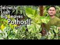 HOW TO GROW A LUSH AND BIG LEAVES POTHOS | HOW TO CARE FOR POTHOS