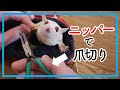 【フクロモモンガ】爪切りにはニッパーをおすすめしたい