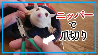 【フクロモモンガ】爪切りにはニッパーをおすすめしたい