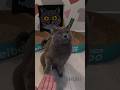 Shuri Sit &amp; Paw!
